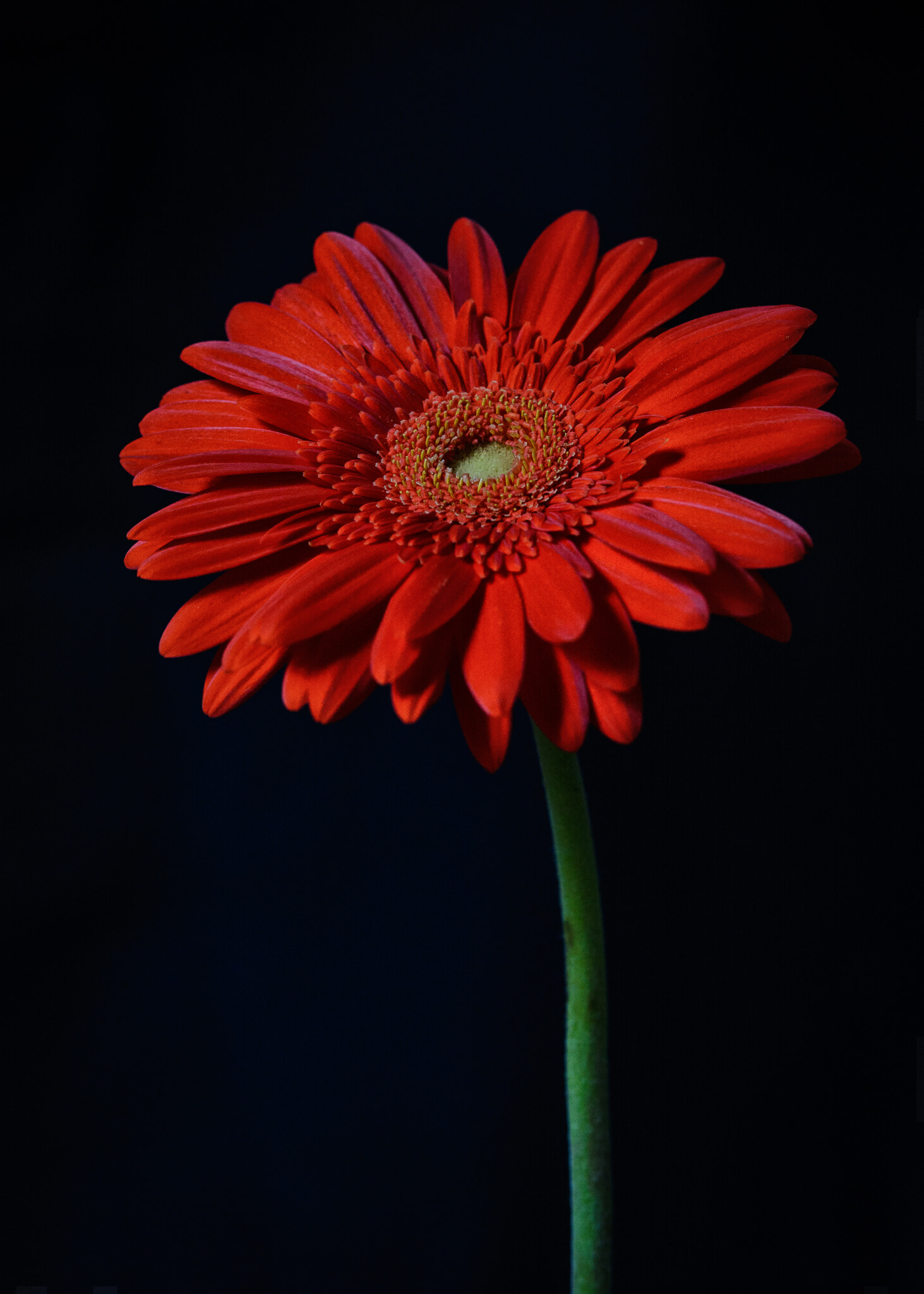 Nikon AF-S Nikkor 70-200mm F2.8G ED VR II sample photo. Rote blume photography