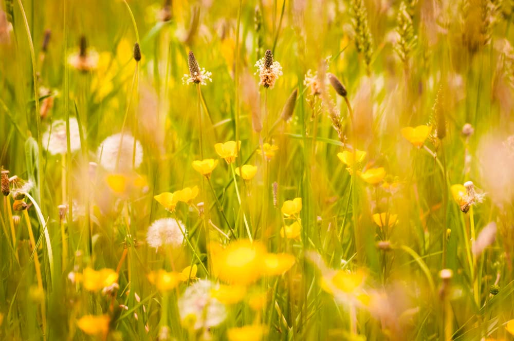 Sigma 150-600mm F5-6.3 DG OS HSM | C sample photo. Orchard grass photography