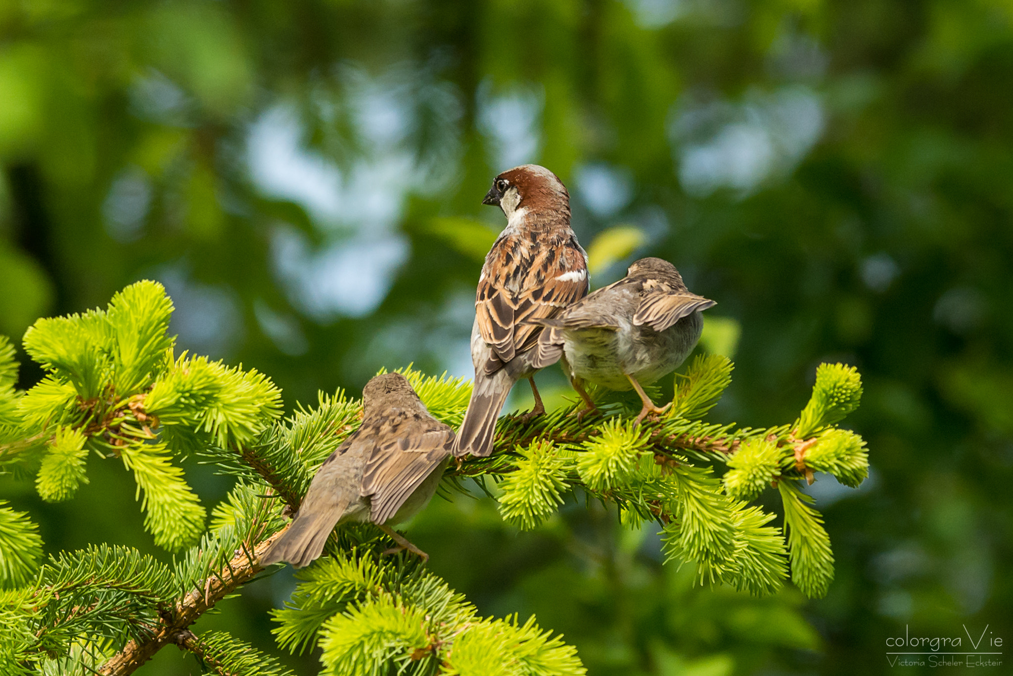 Sigma 70-200mm F2.8 EX DG OS HSM sample photo. Sparrow family photography