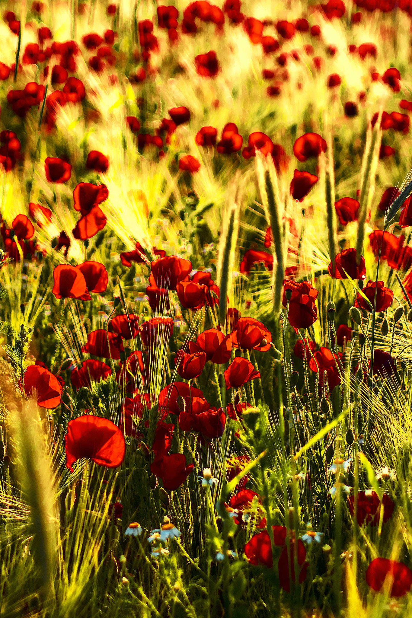 Canon EOS 450D (EOS Rebel XSi / EOS Kiss X2) + Tamron AF 70-300mm F4-5.6 Di LD Macro sample photo. Poppies 3 photography