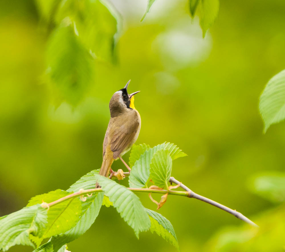 Sigma 150-600mm F5-6.3 DG OS HSM | C sample photo. The male common yellowthroat photography