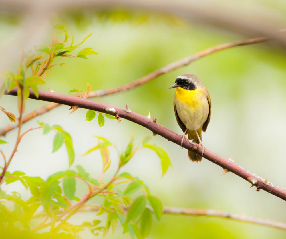 Sigma 150-600mm F5-6.3 DG OS HSM | C sample photo. The male common yellowthroat photography