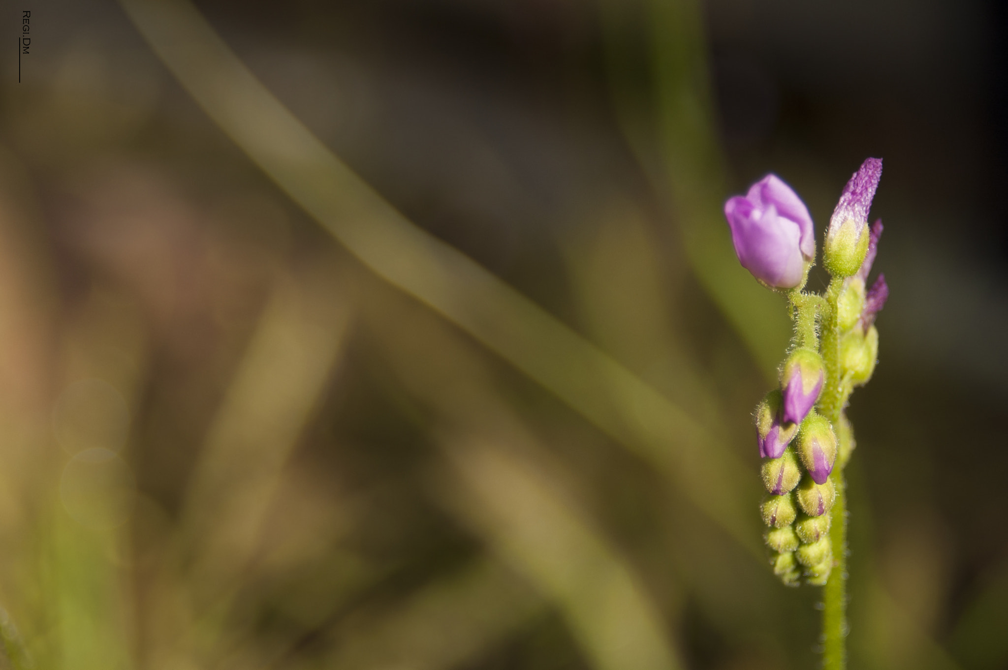 AF Zoom-Nikkor 28-80mm f/3.3-5.6G sample photo. Violet flowers photography