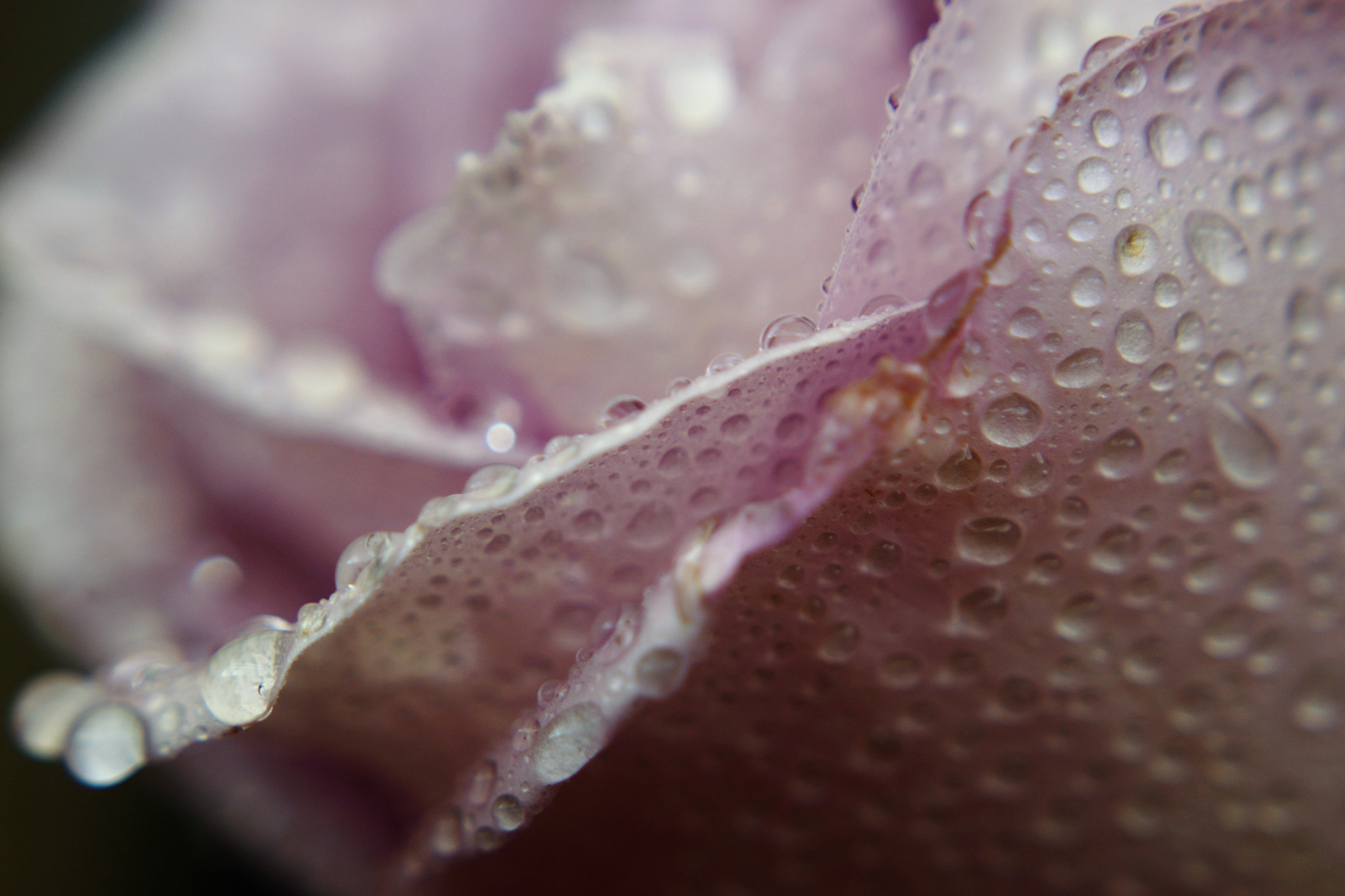 Sony DT 18-70mm F3.5-5.6 sample photo. Rose with water doplets photography