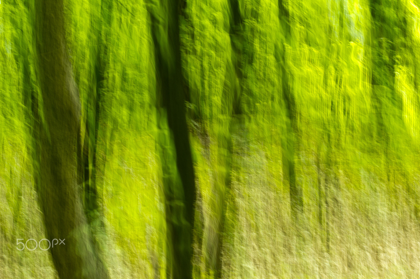 Canon EOS 60D + Sigma 100-300mm f/4 sample photo. Forest in motion photography