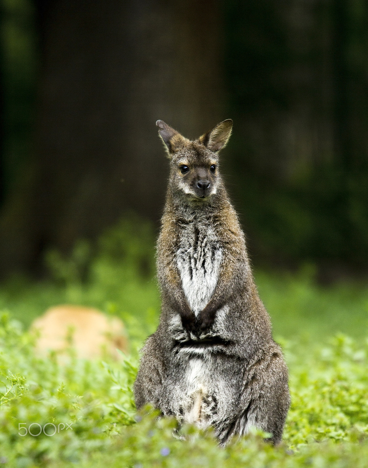 Canon EOS 60D + Sigma 100-300mm f/4 sample photo. Skippy photography