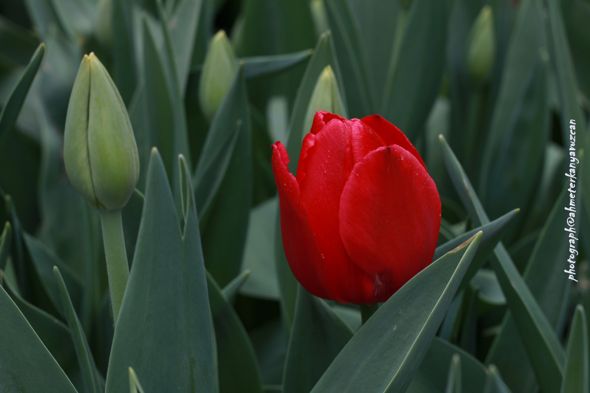 Canon EOS 500D (EOS Rebel T1i / EOS Kiss X3) + Canon EF 50mm F1.8 II sample photo. Tulip photography