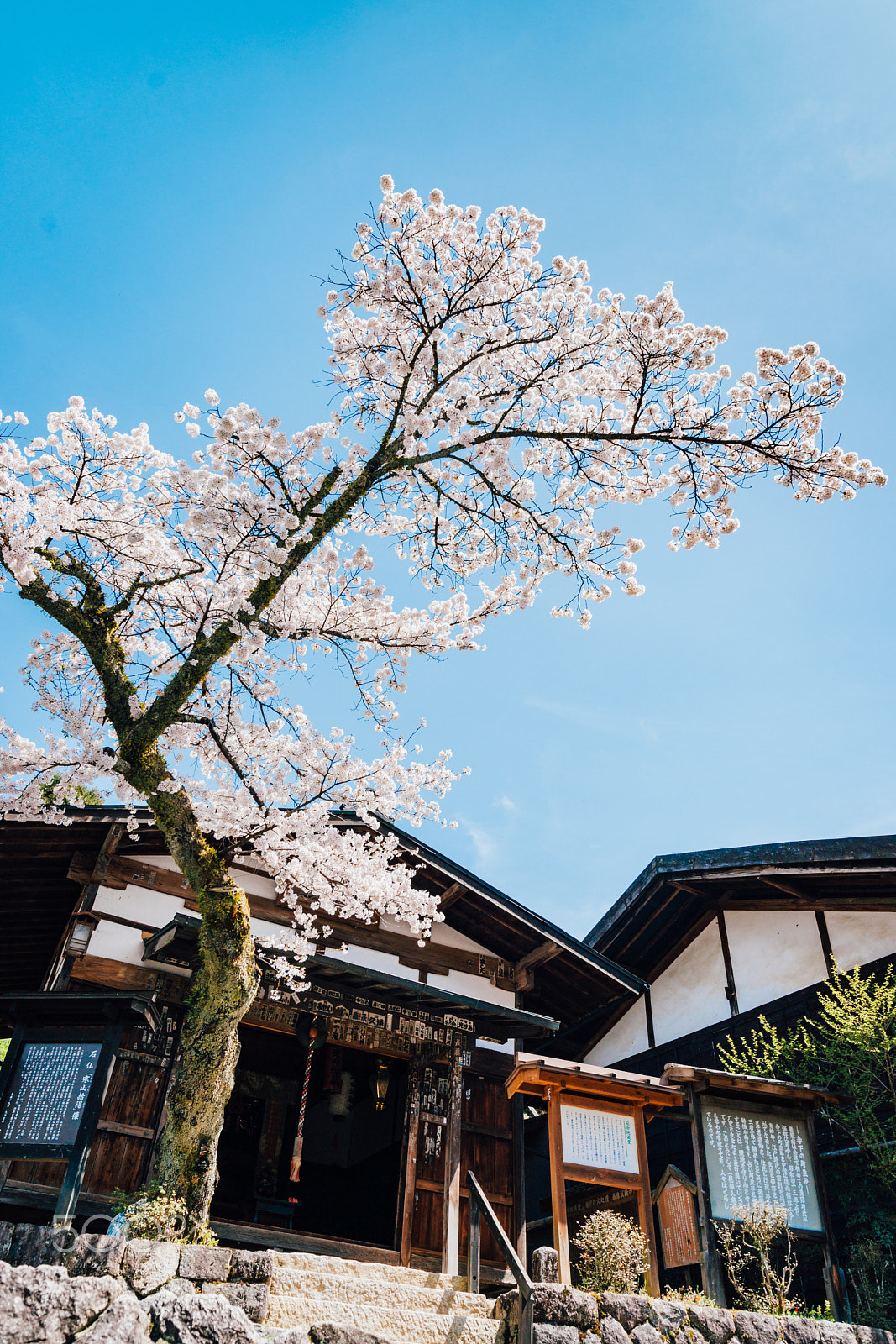 Sony Alpha DSLR-A900 sample photo. Cherry tree photography