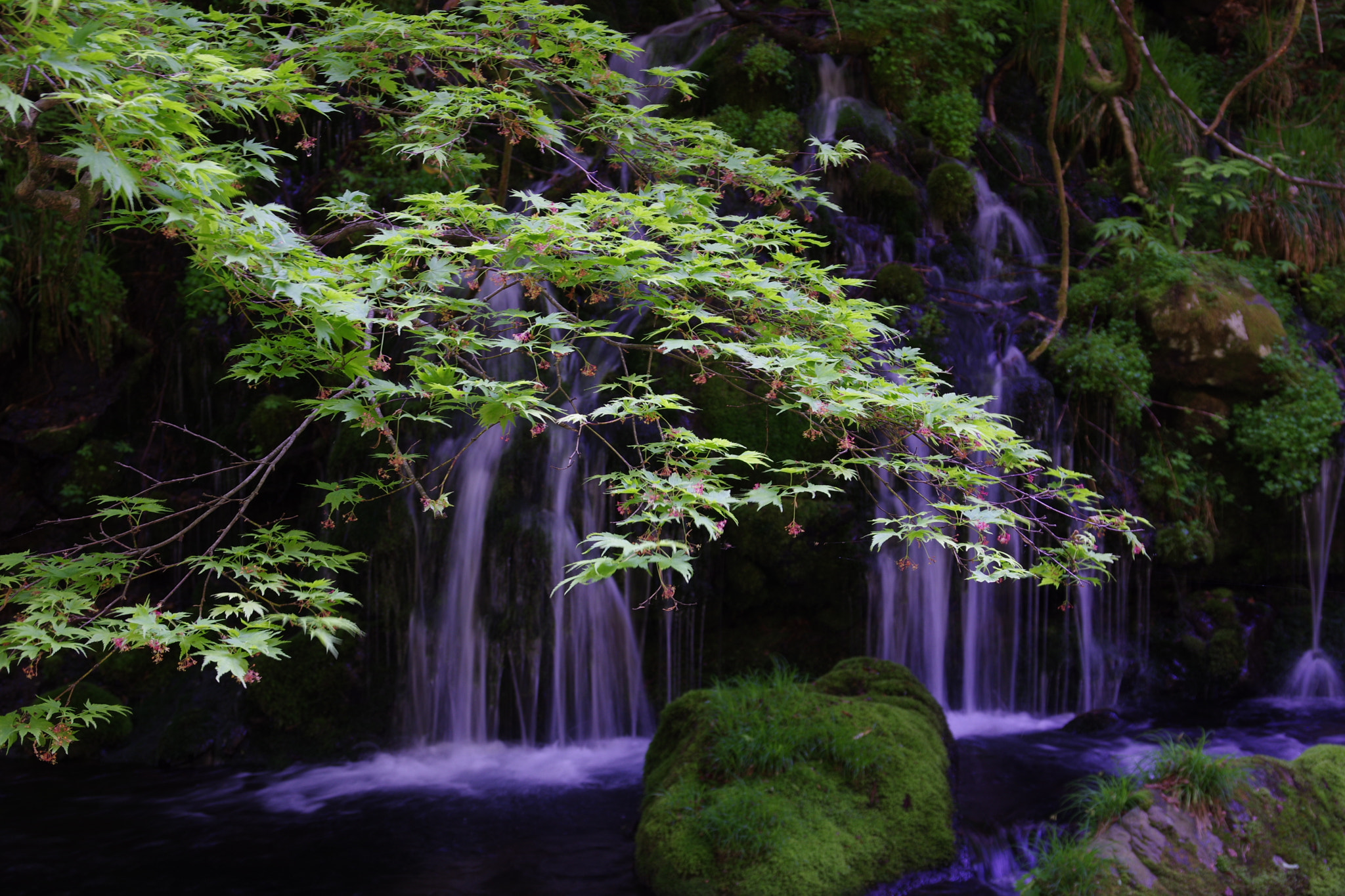 Sigma 17-70mm F2.8-4.5 DC Macro sample photo. 鳥海山元滝 photography