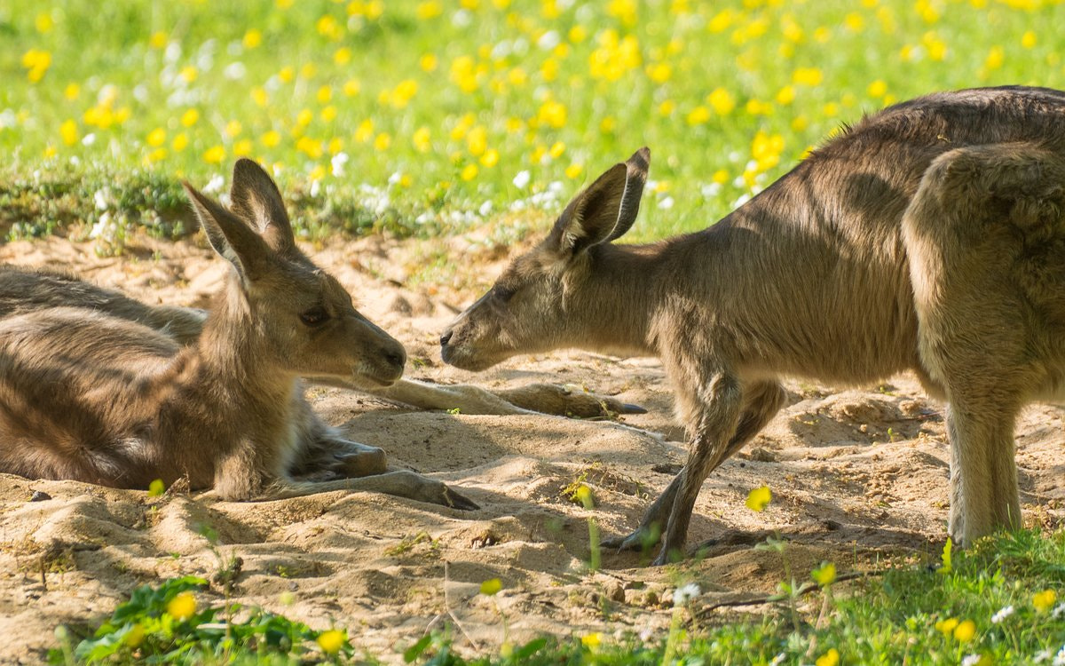 Olympus Zuiko Digital ED 70-300mm F4.0-5.6 sample photo. Kissing kangaroos photography