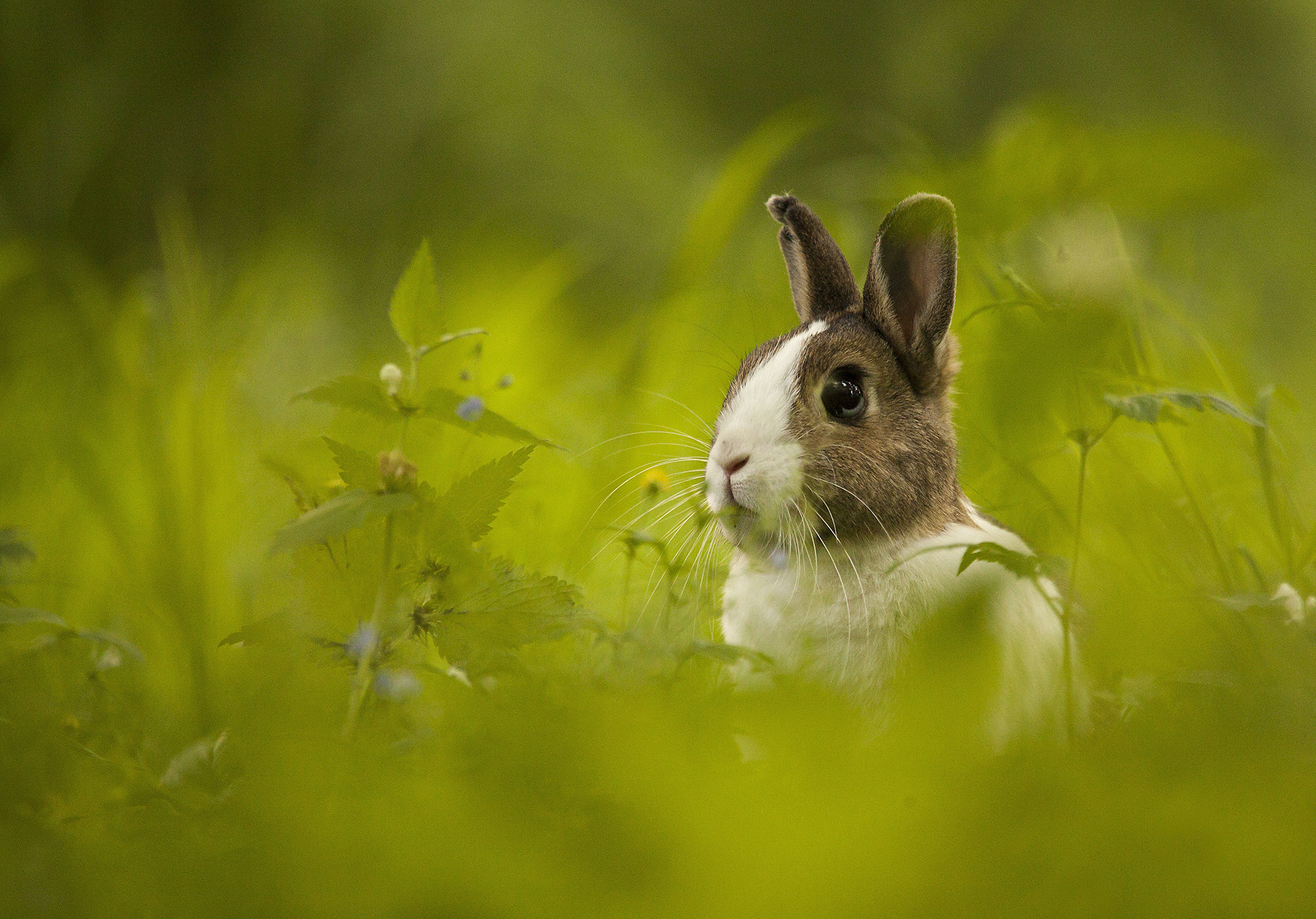 Sigma 150-600mm F5-6.3 DG OS HSM | C sample photo. Hidden in the grass photography