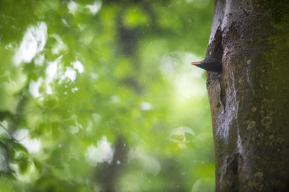 Nikon AF-S Nikkor 400mm F2.8G ED VR II sample photo. Hungry! photography