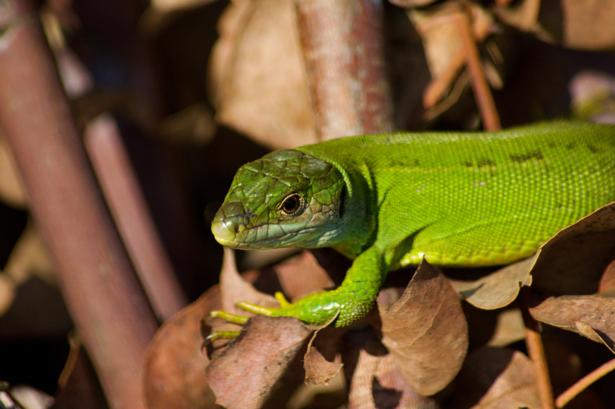 Nikon D3200 + 70.00 - 300.00 mm f/4.0 - 5.6 sample photo. Lacerta viridis photography