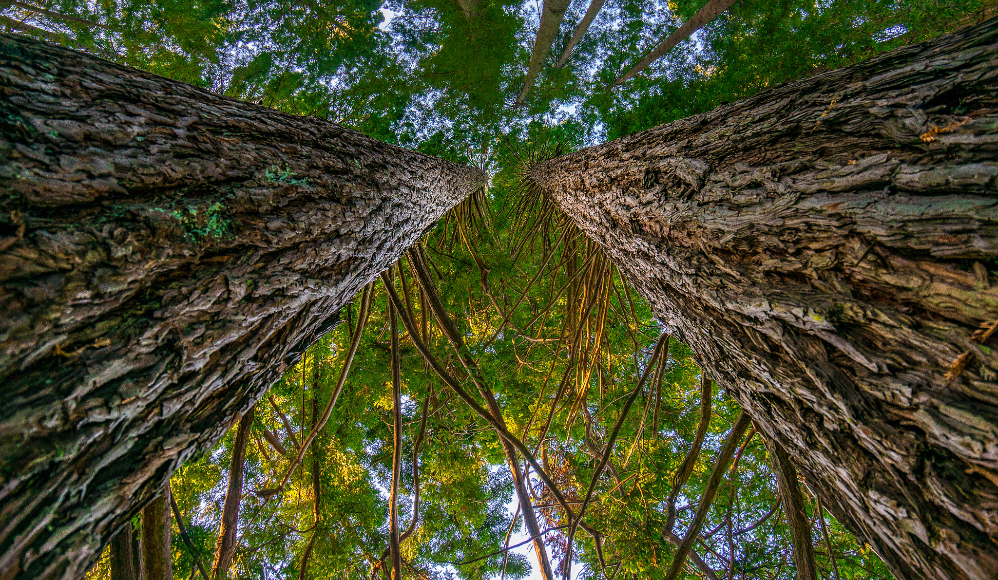 Sony Alpha NEX-6 + 16-35mm F4 ZA OSS sample photo. Rotorua redwoods photography