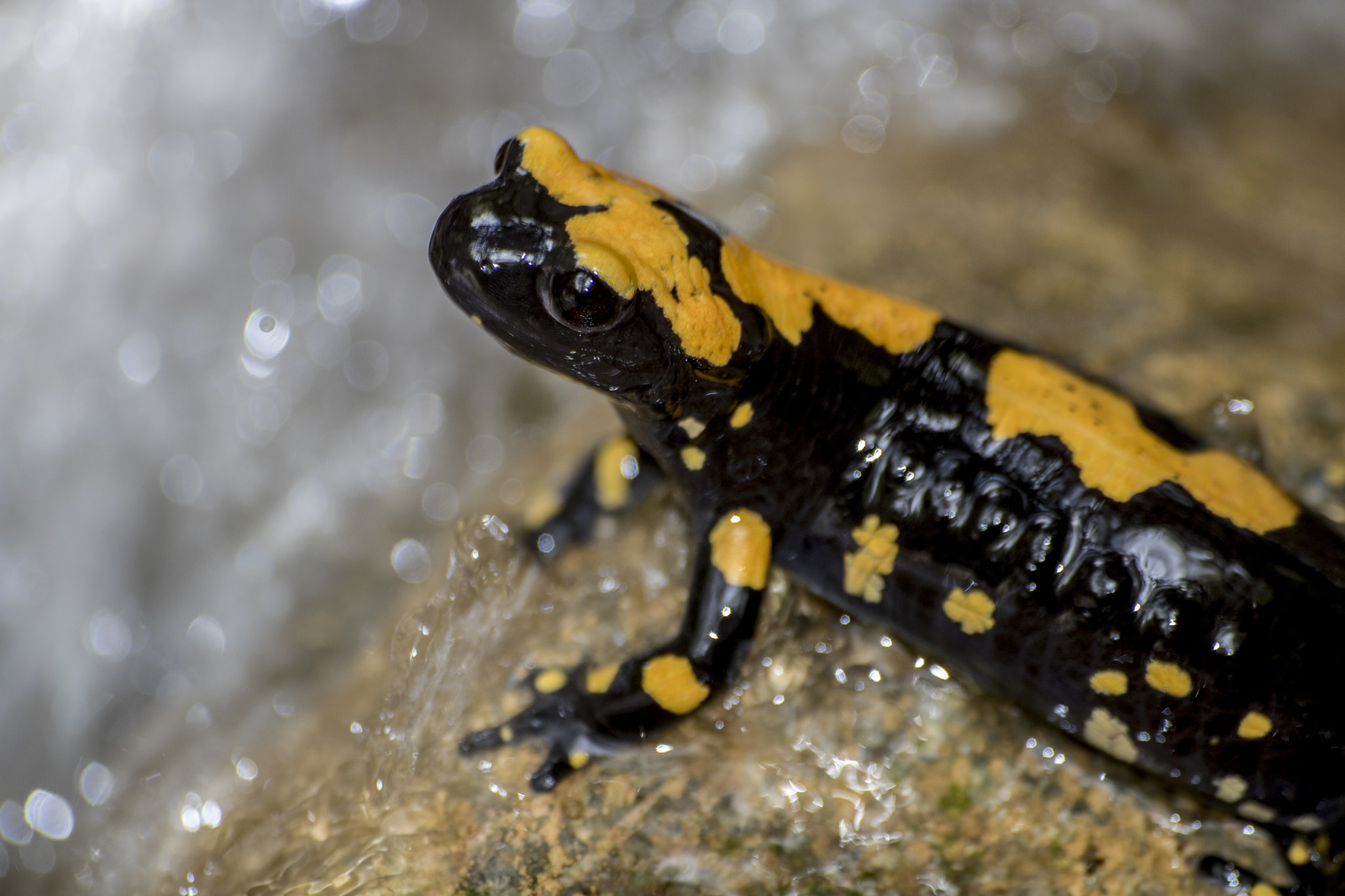 Sigma 70-300mm F4-5.6 APO DG Macro sample photo. Sırrı küçükarslan photos photography