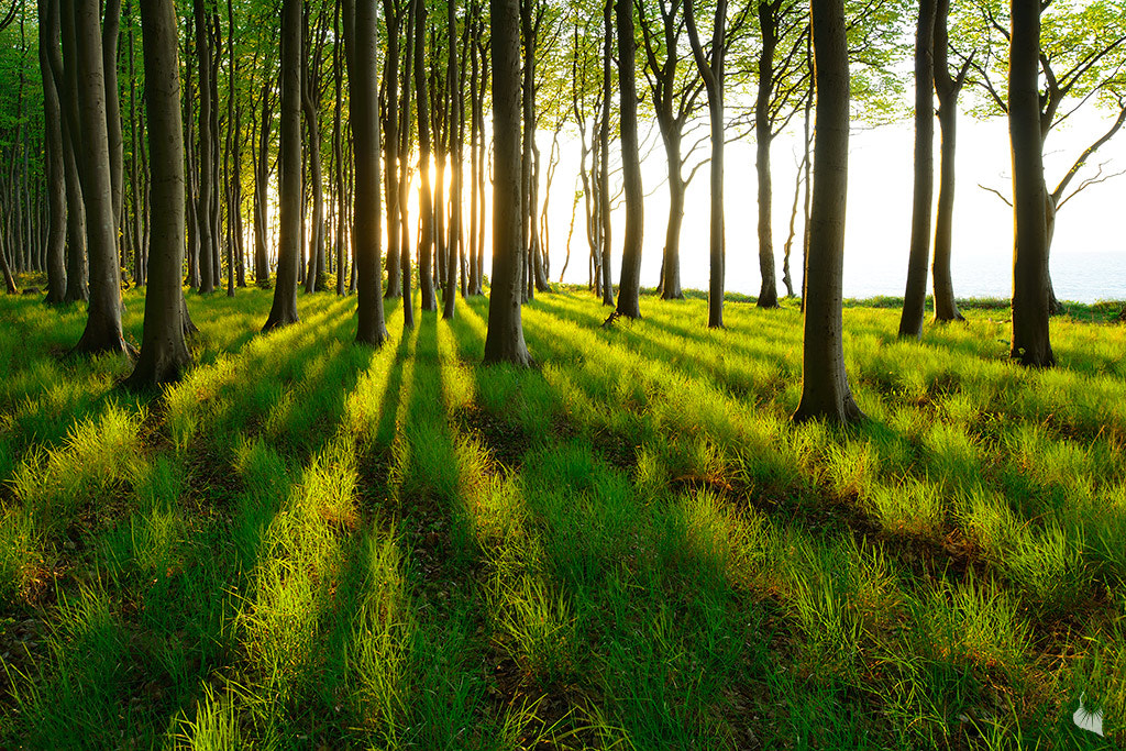 Nikon D800E + Nikon PC-E Nikkor 24mm F3.5D ED Tilt-Shift sample photo. Long shadows photography