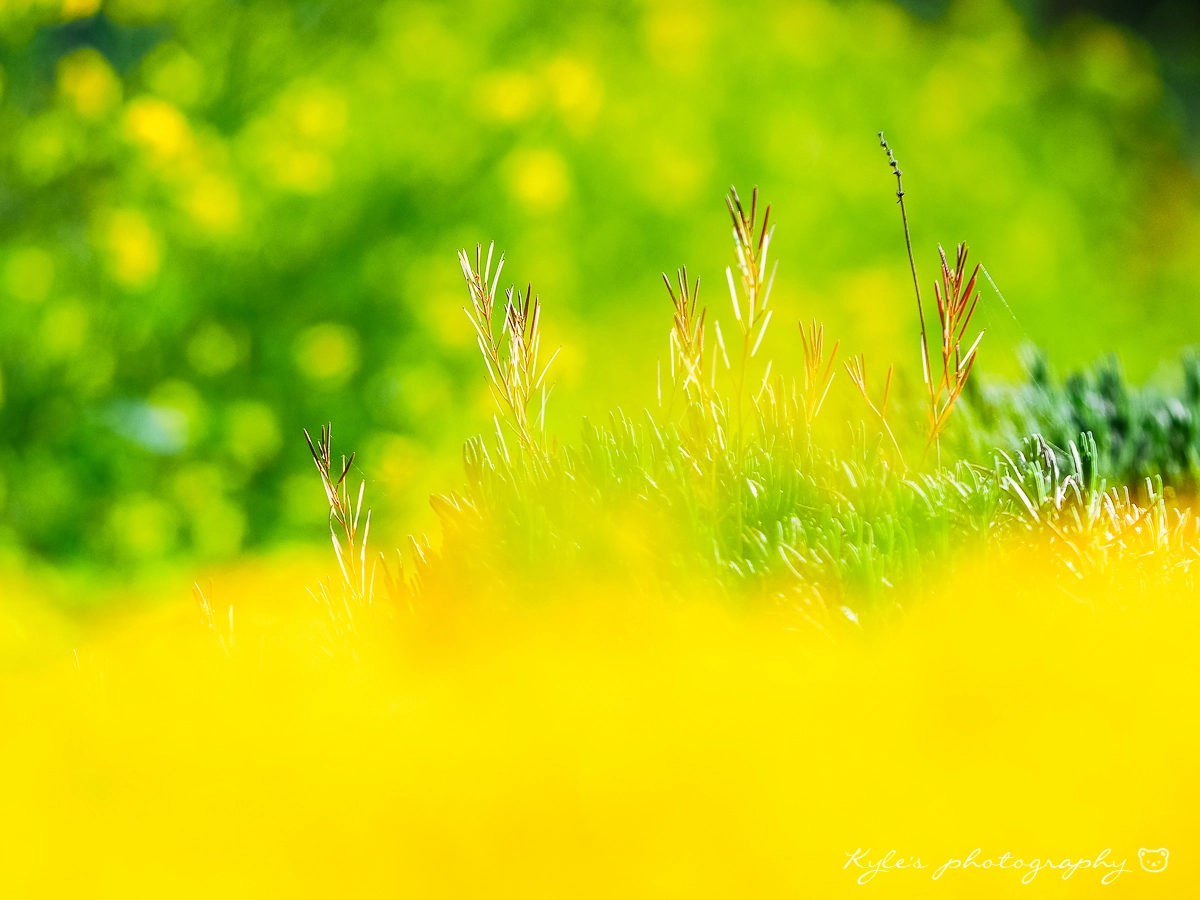 Sigma 150mm F2.8 EX DG Macro HSM sample photo. 大石公園 photography