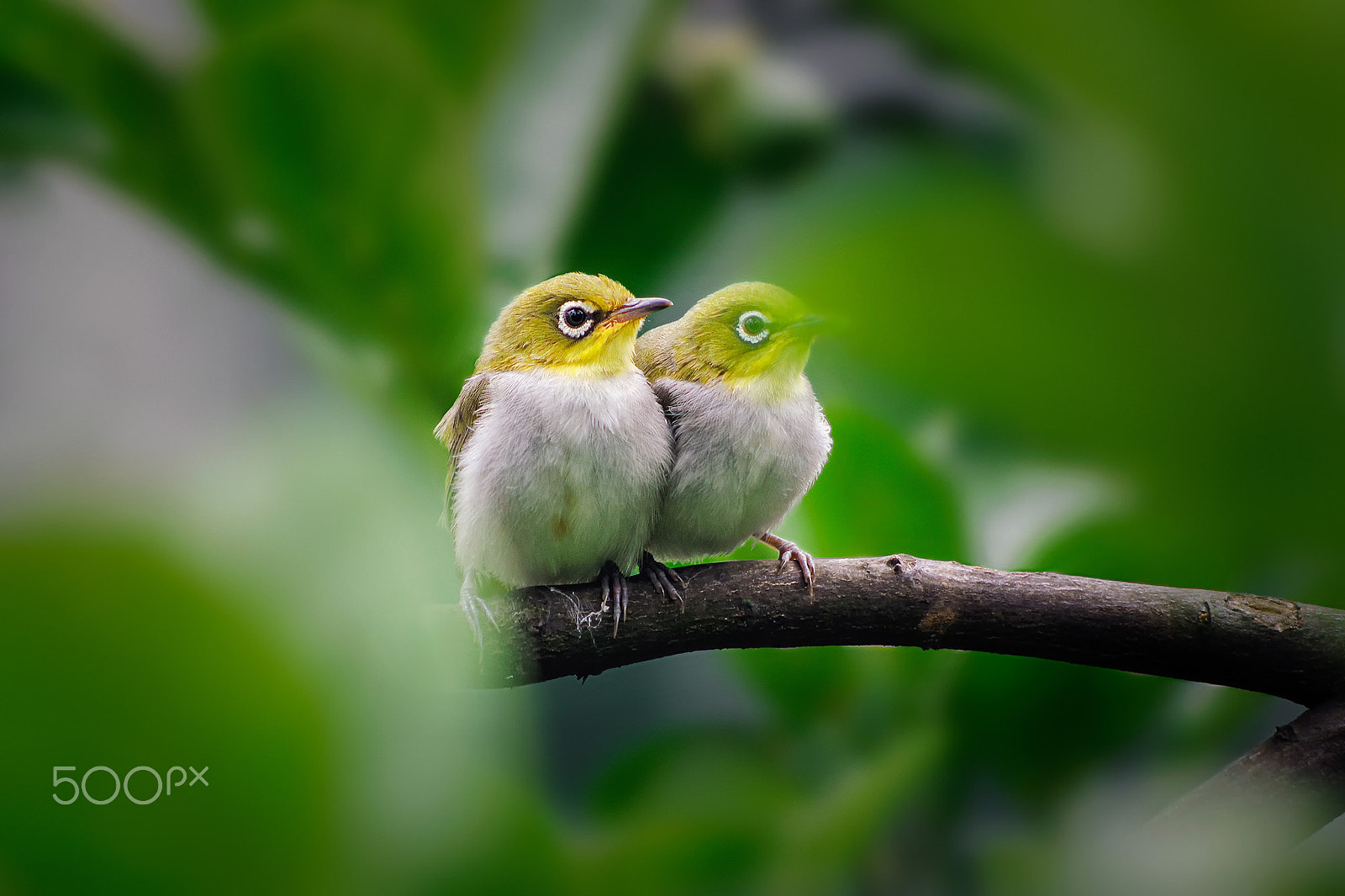 smc PENTAX-DA L 55-300mm F4-5.8 ED sample photo. Two white eyes photography