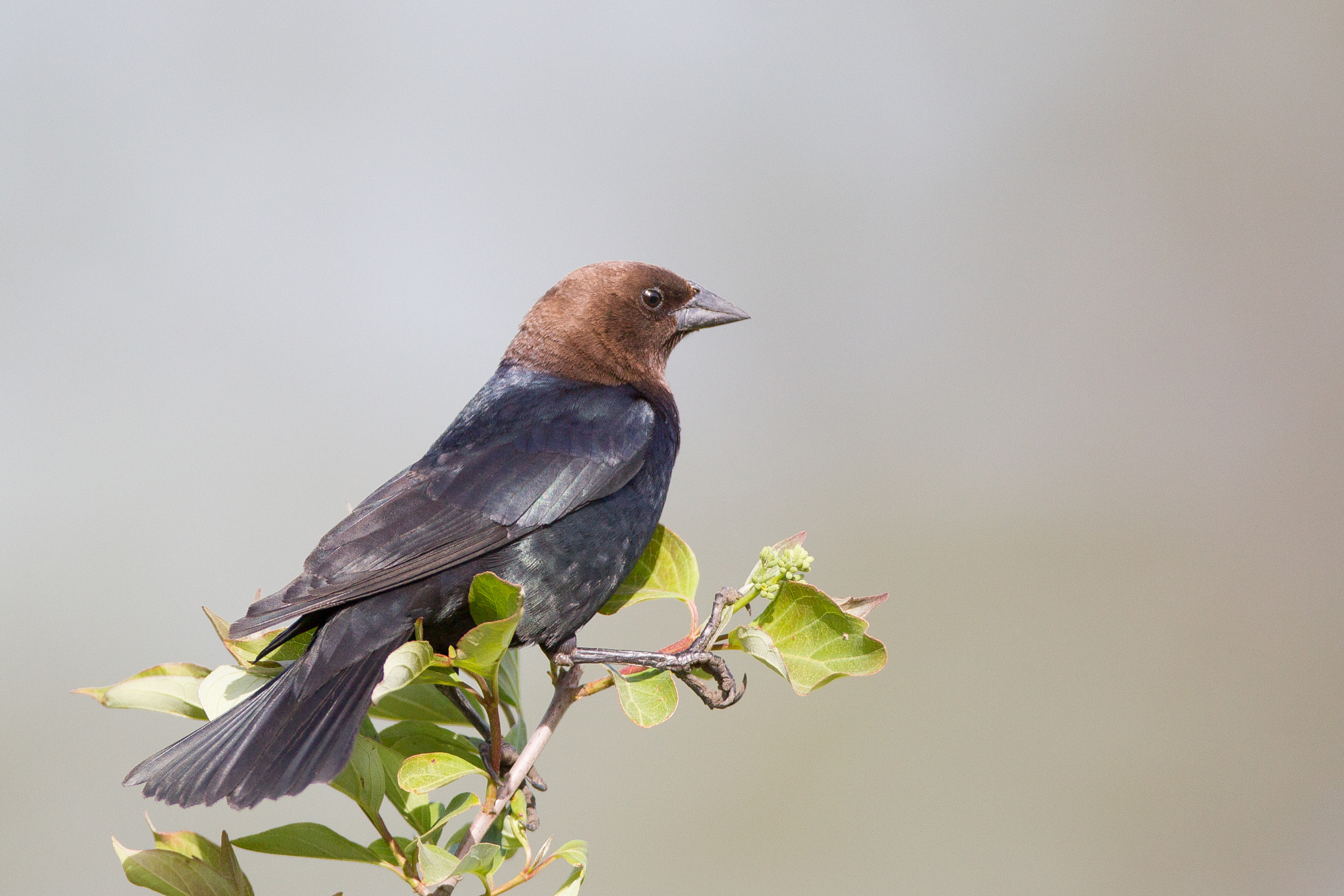 Canon EF 600mm f/4L IS sample photo. Brown headed cowbird photography