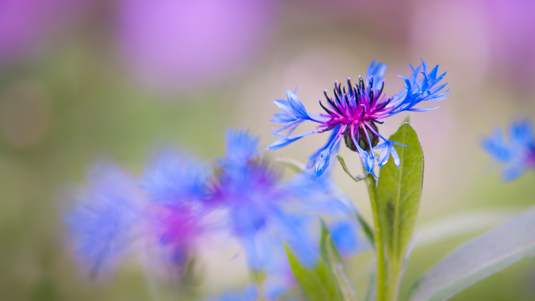 Sigma 70-200mm F2.8 EX DG Macro HSM II sample photo. Colorful summer photography
