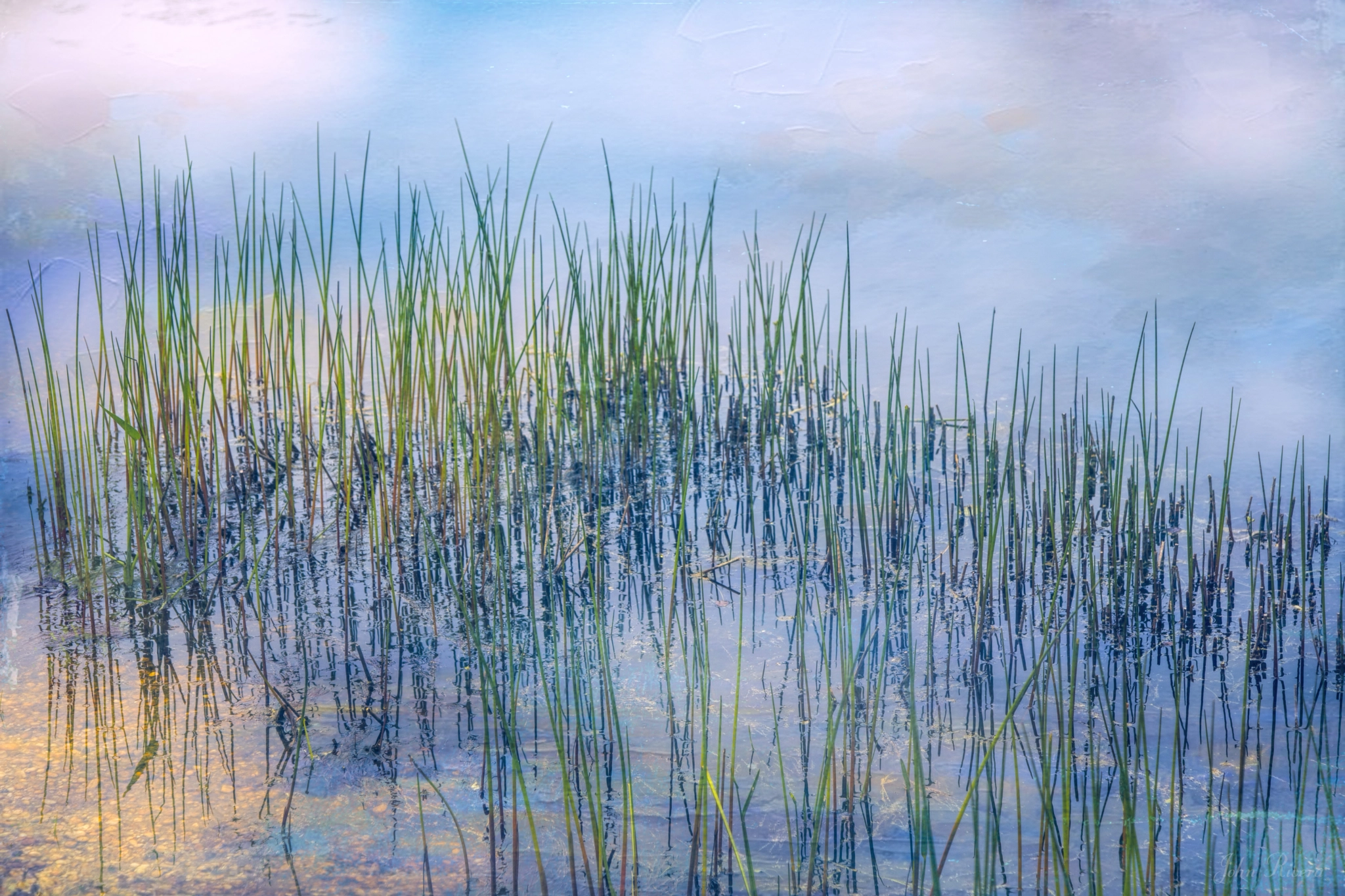 Canon EOS 760D (EOS Rebel T6s / EOS 8000D) sample photo. Whisper of the reeds photography