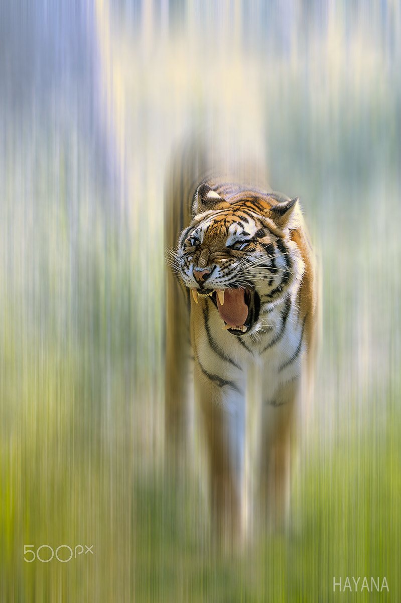 Nikon D3S sample photo. Tiger. photography