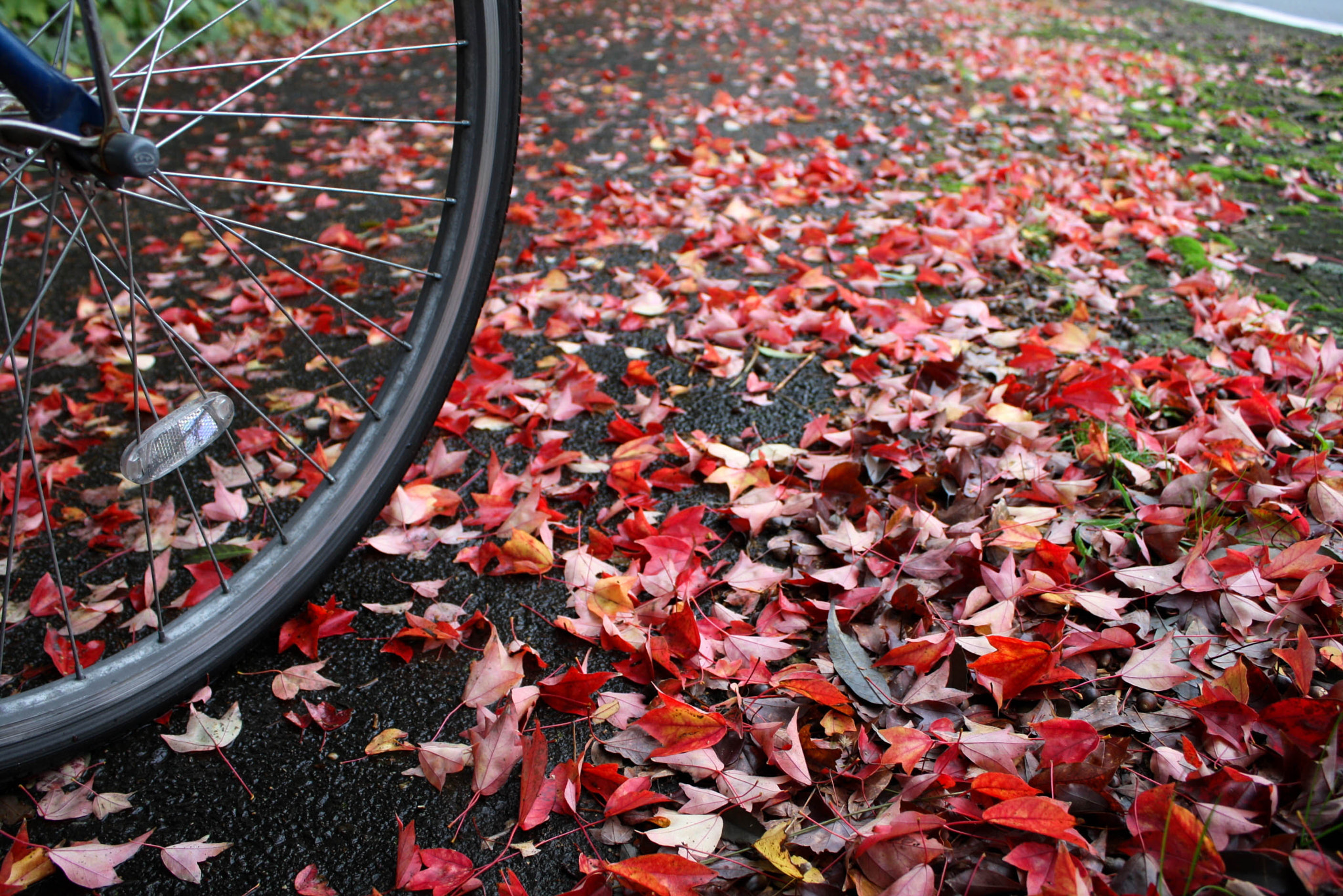 Canon EOS 1000D (EOS Digital Rebel XS / EOS Kiss F) sample photo. Autumn leaves photography