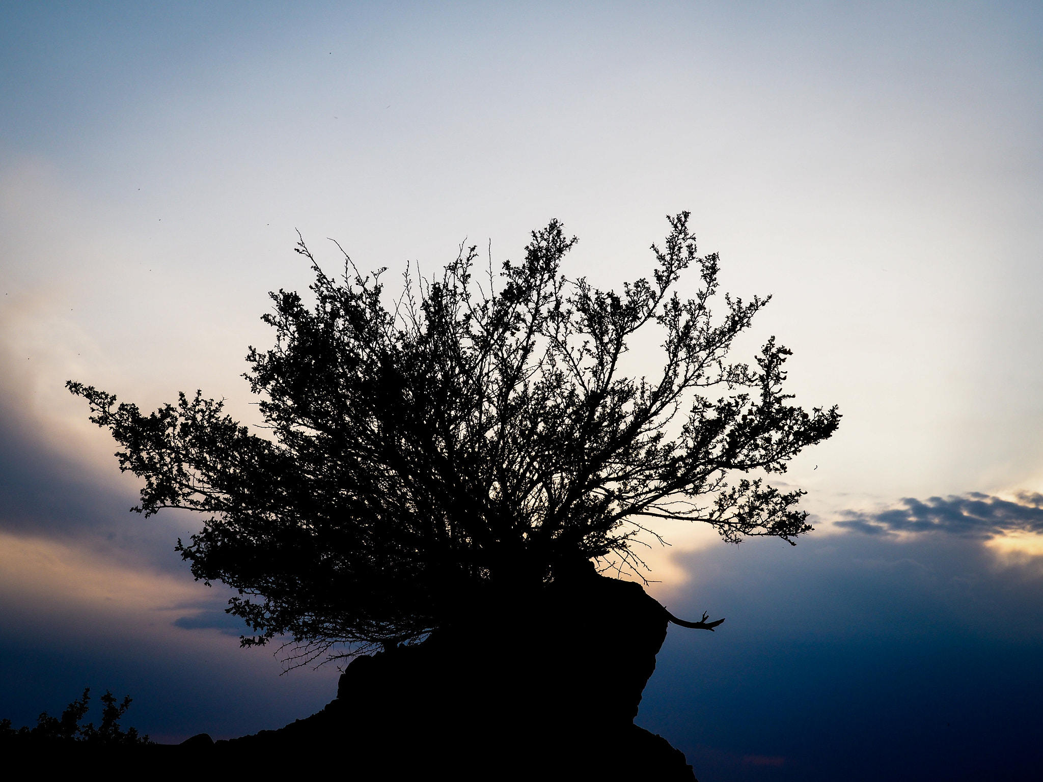 Olympus OM-D E-M5 II sample photo. Tree in sunset photography