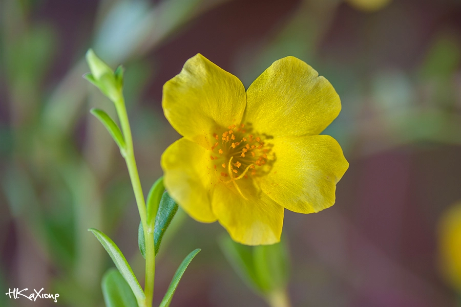 Canon EF-S 60mm F2.8 Macro USM sample photo. Portulaca grandiflora photography