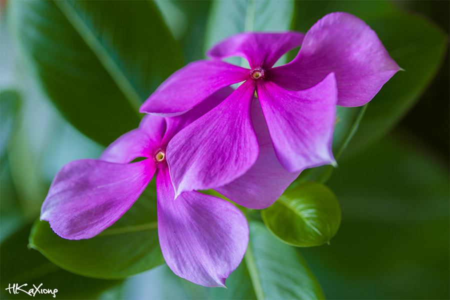 Canon EF-S 60mm F2.8 Macro USM sample photo. Catharanthus roseus photography