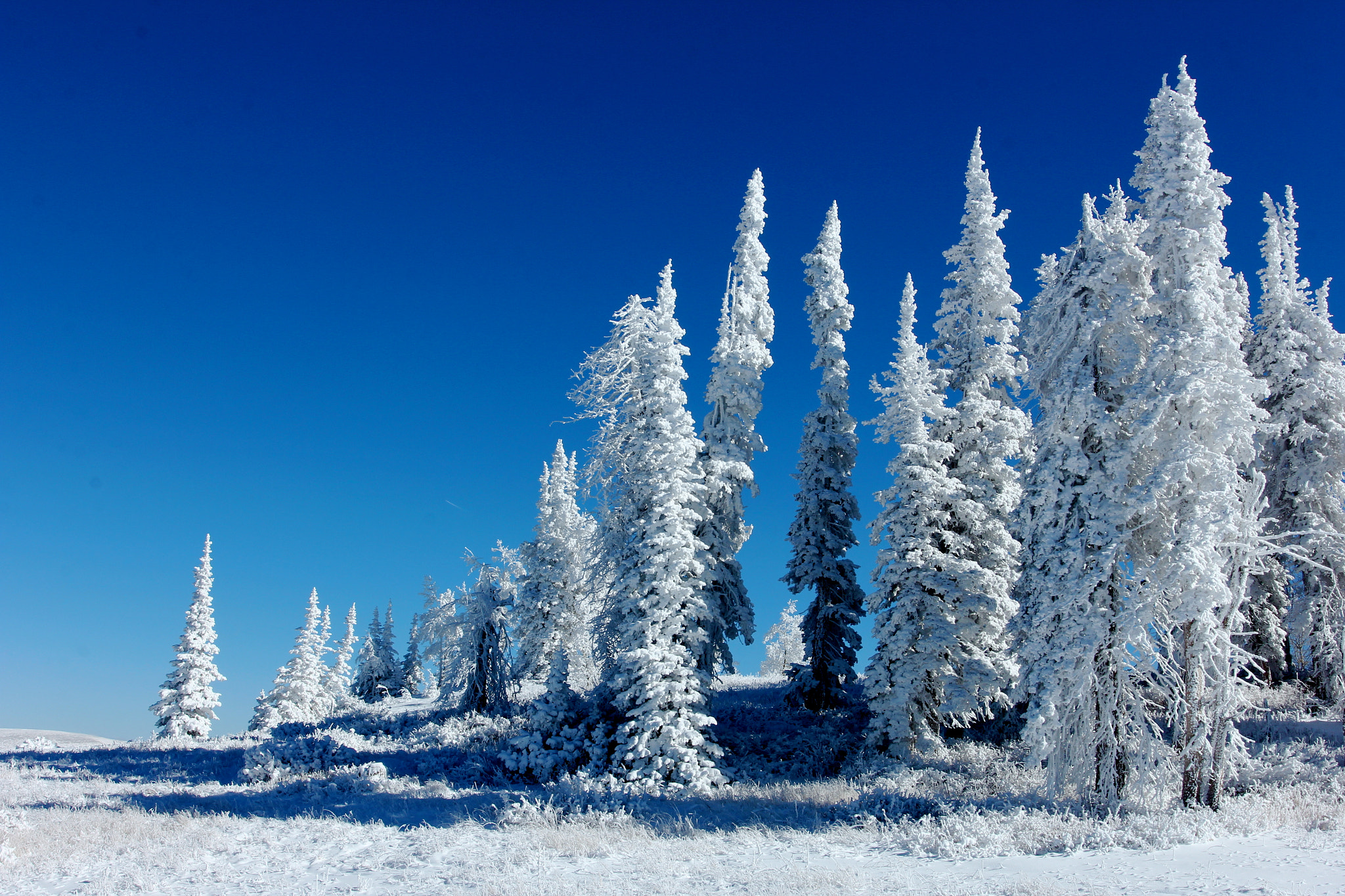 Canon EOS 60D + Canon EF 17-40mm F4L USM sample photo. Hoarfrost photography