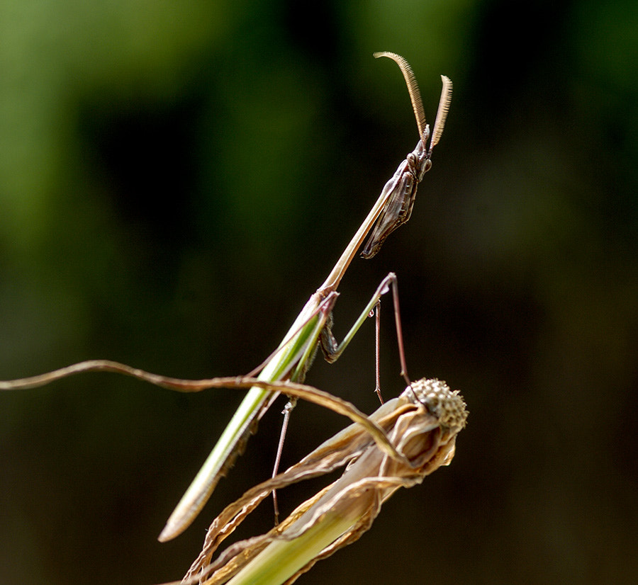 Pentax K20D + smc PENTAX-FA Macro 100mm F2.8 sample photo. Mantis photography