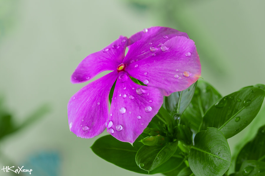 Canon EF-S 60mm F2.8 Macro USM sample photo. Catharanthus roseus photography