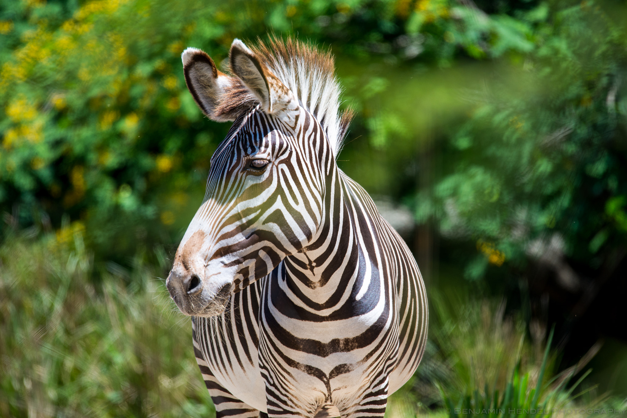 Sigma 150-600mm F5-6.3 DG OS HSM | S sample photo. Zebra photography