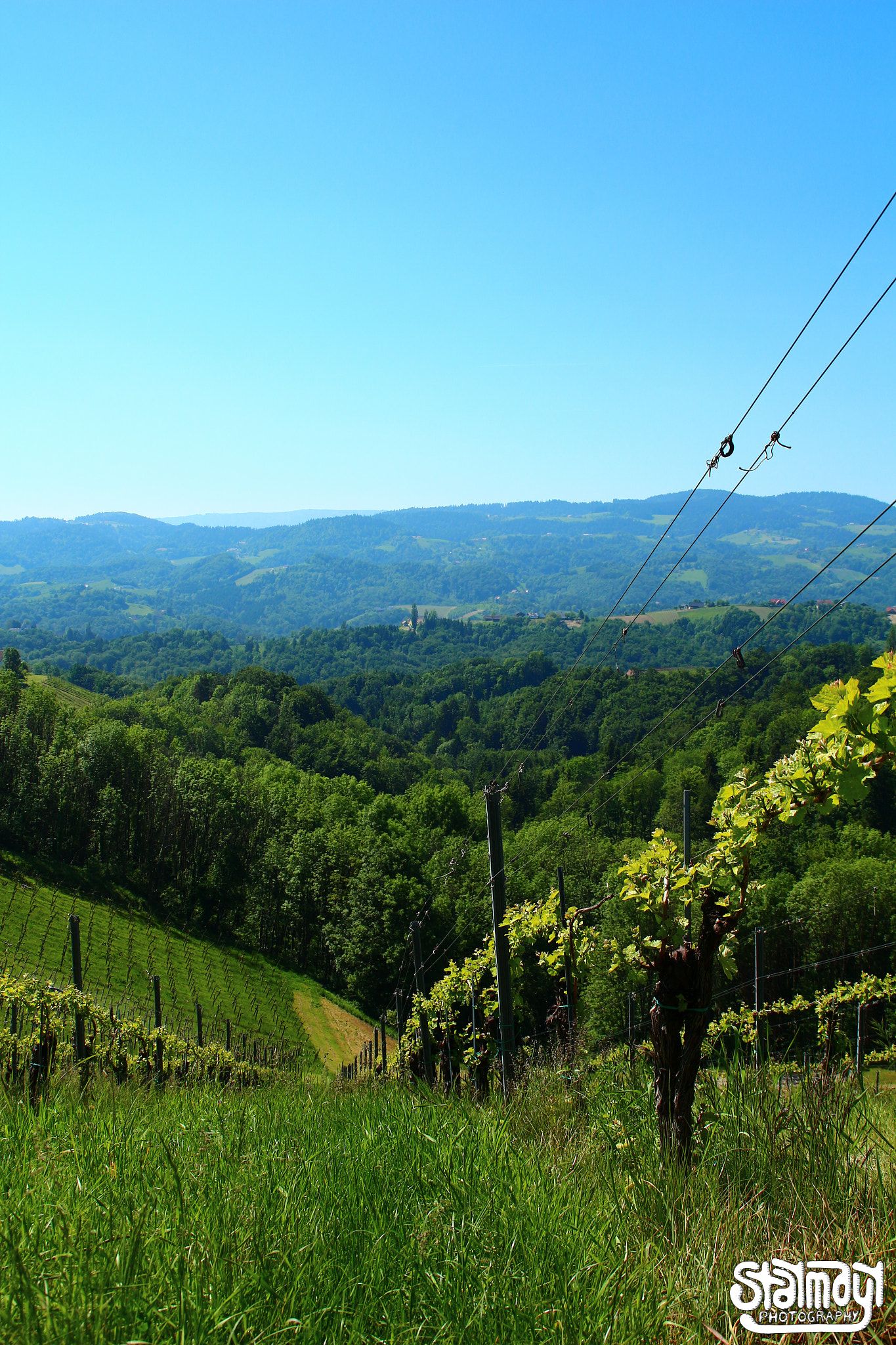 Canon EOS 650D (EOS Rebel T4i / EOS Kiss X6i) + Tamron AF 18-200mm F3.5-6.3 XR Di II LD Aspherical (IF) Macro sample photo. Vineyard #3 photography