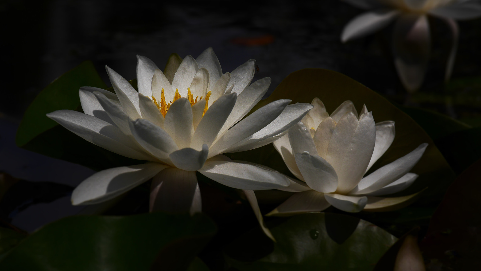Panasonic Lumix DMC-GH3 sample photo. Water lily romance photography