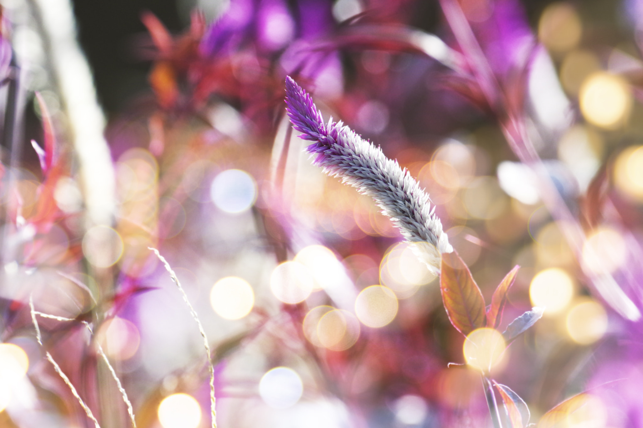 Pentax K-3 II sample photo. Bless photography