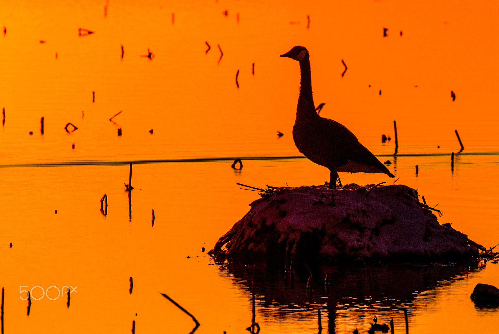 Canon EOS 7D + Canon EF 100-400mm F4.5-5.6L IS II USM sample photo. Goose silhouette photography