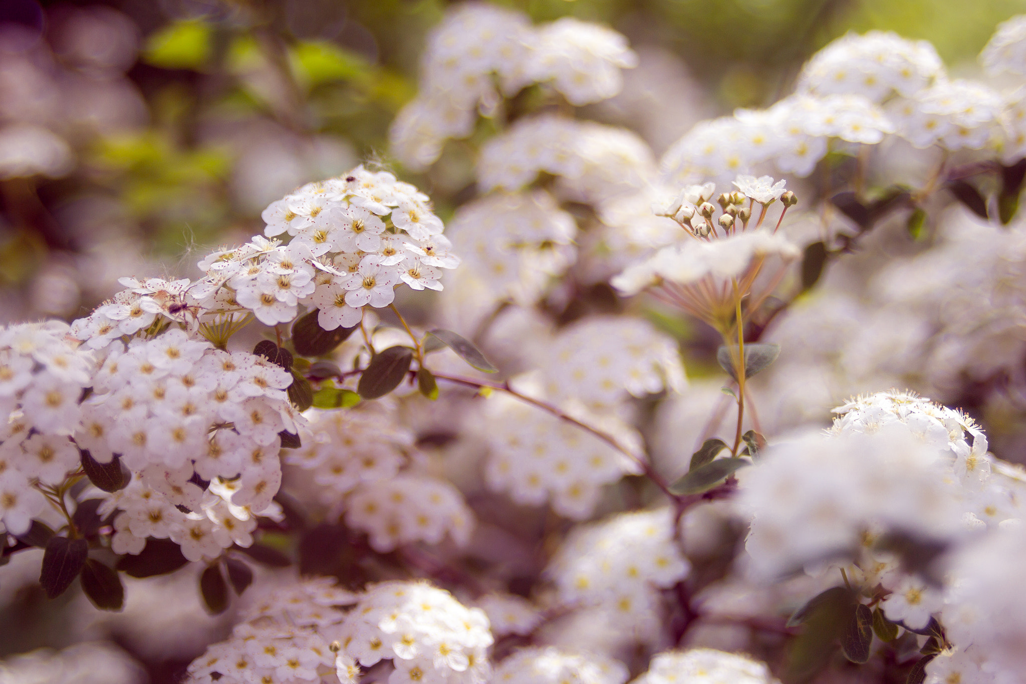 Canon EOS 60D + Sigma 24-60mm f/2.8 EX DG sample photo. Spring vibe photography