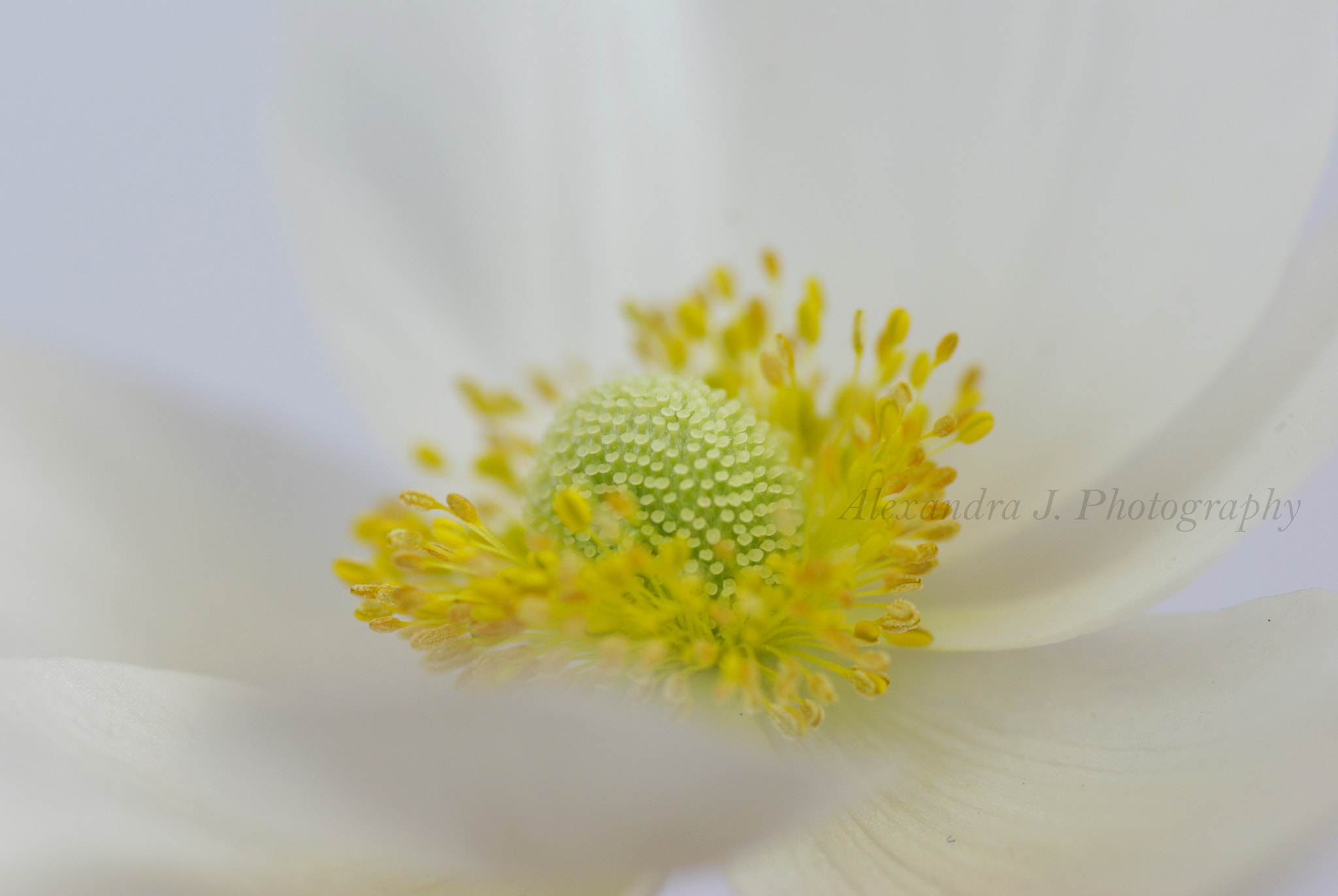 Pentax K10D sample photo