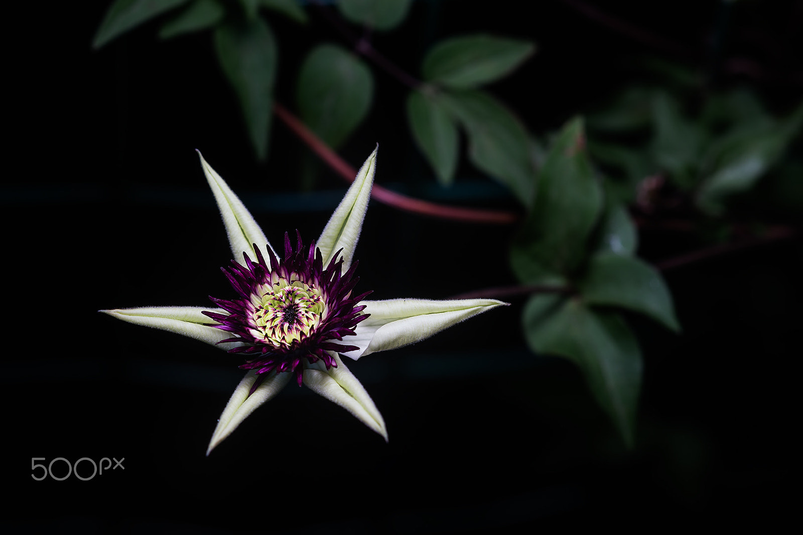 Sony a99 II + Sony 100mm F2.8 Macro sample photo. Sieboldii photography