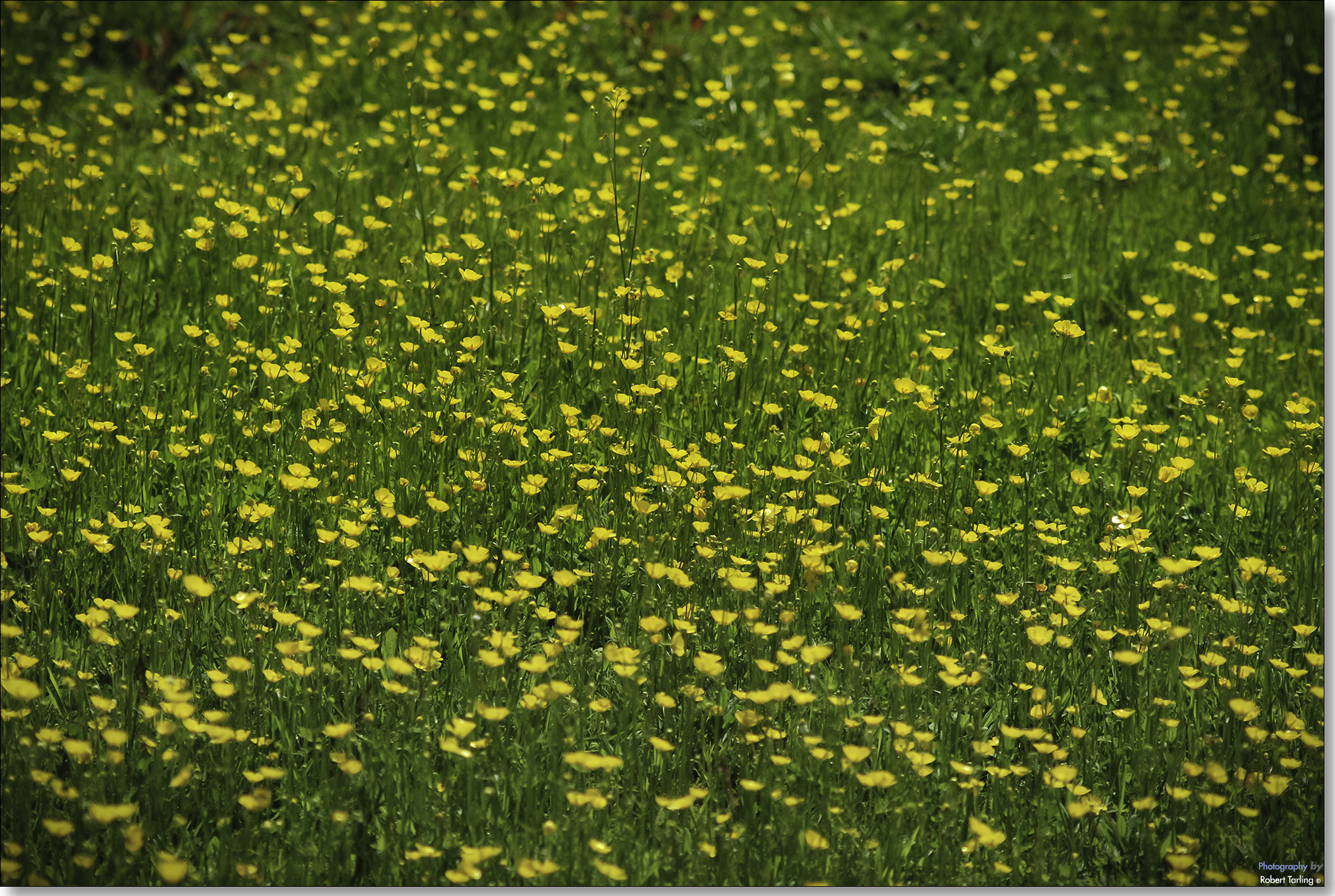 AF Zoom-Nikkor 35-135mm f/3.5-4.5 N sample photo. Meadow photography