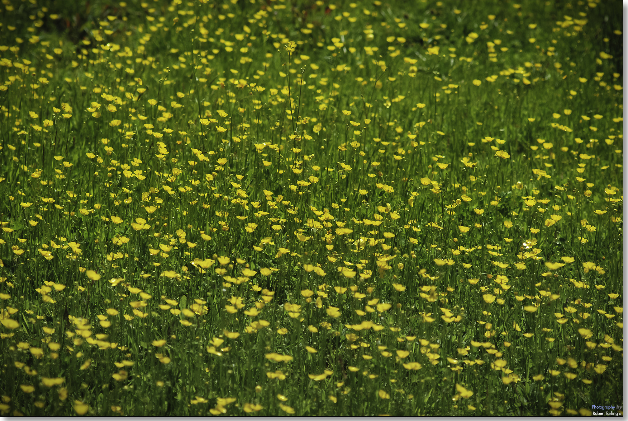 Nikon D80 + AF Zoom-Nikkor 35-135mm f/3.5-4.5 N sample photo. Meadow photography