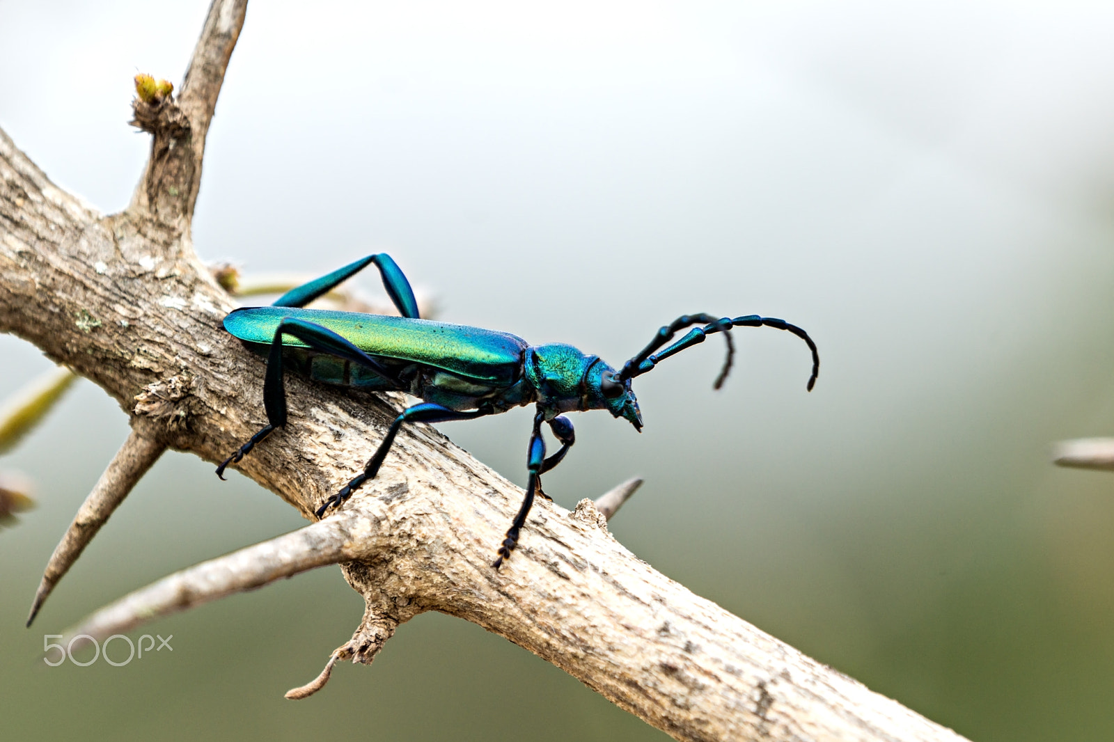 Sony SLT-A77 + Sony 70-400mm F4-5.6 G SSM sample photo. Metallic longhorn beetle photography