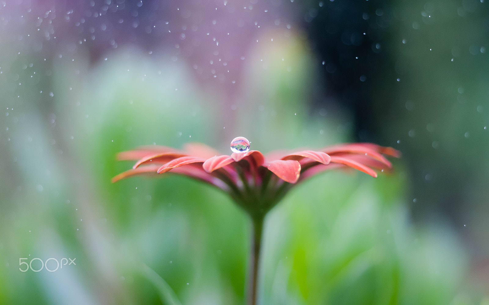 Nikon D300 + AF Micro-Nikkor 55mm f/2.8 sample photo. Pink photography