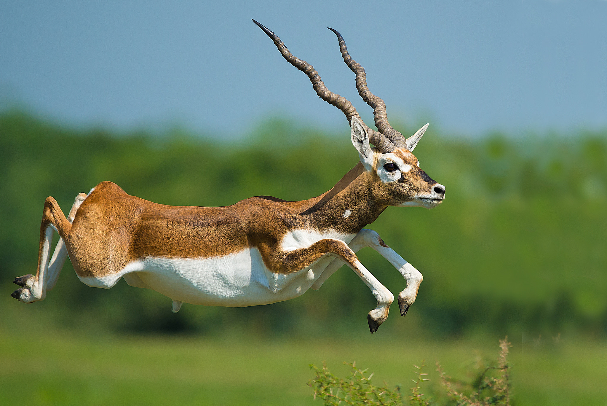 Nikon D4S sample photo. The jump... photography