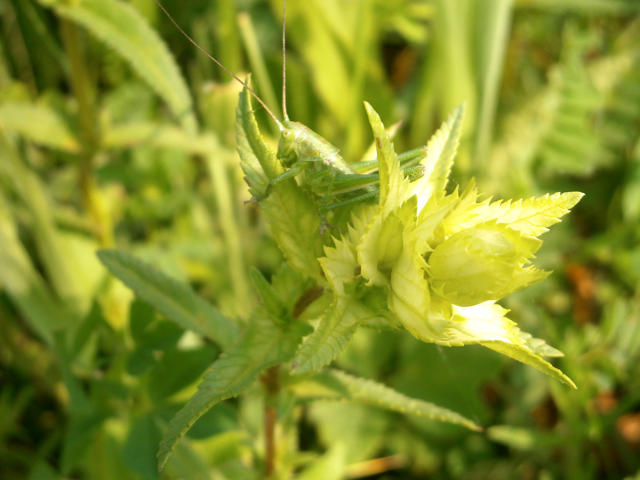 Olympus VG170 sample photo. 'spring cricket's lullaby' photography