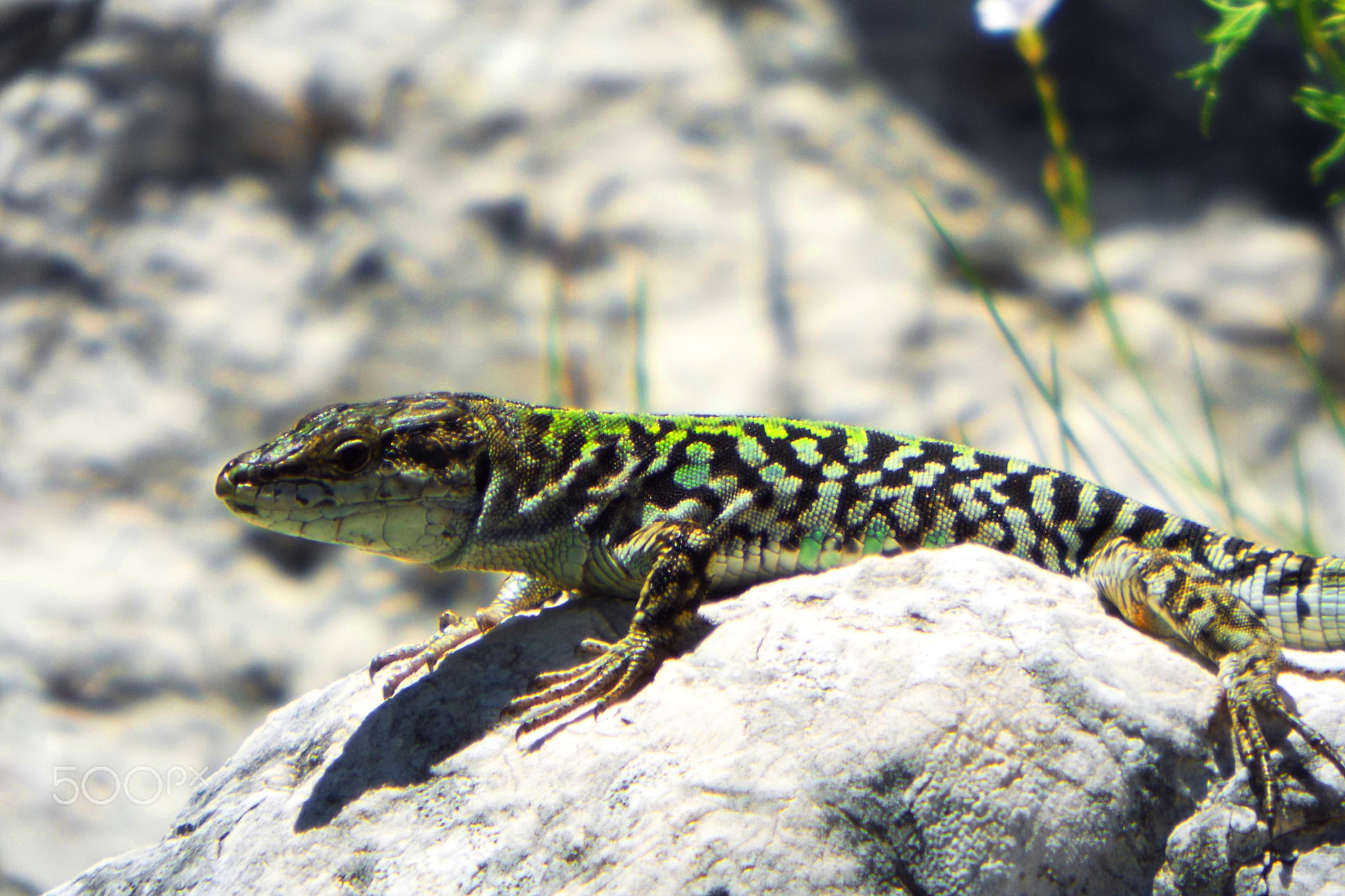 Fujifilm FinePix S9800 sample photo. Lizard 2 photography