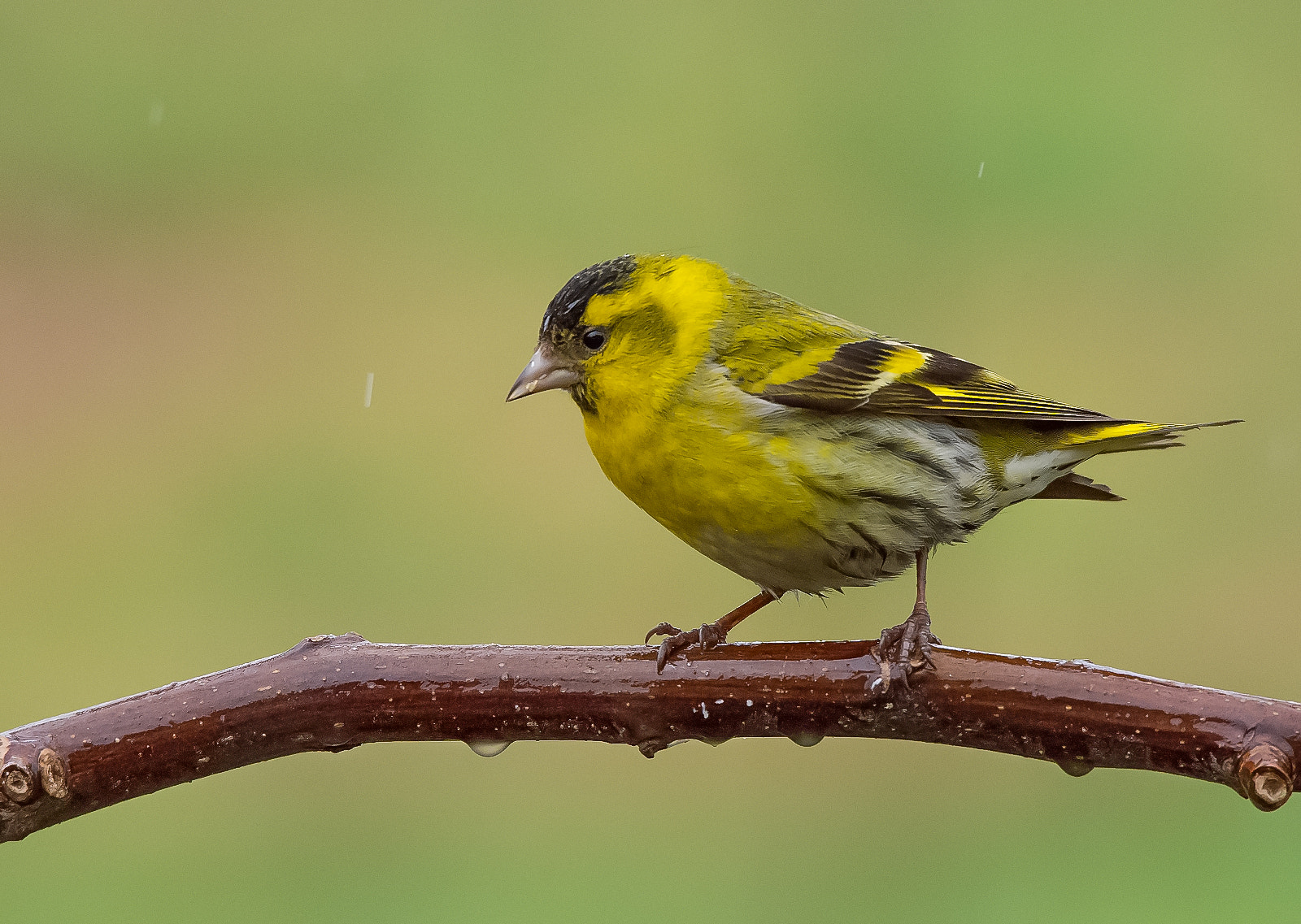 Sigma 120-400mm F4.5-5.6 DG OS HSM sample photo. Eurasian siskin photography