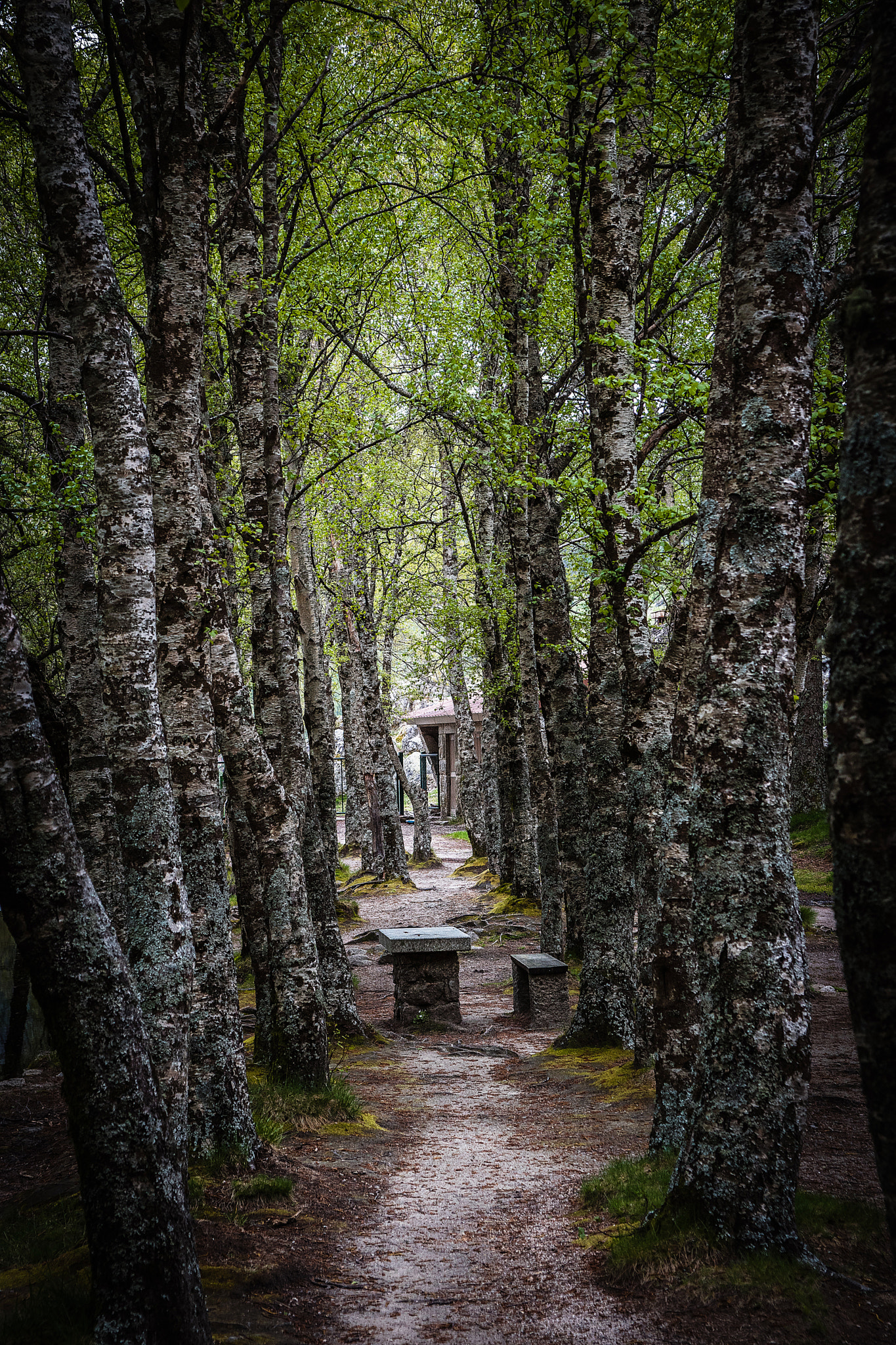 Sony DT 16-105mm F3.5-5.6 sample photo. There's always a way out. photography